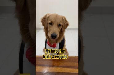 CRISPR’s favorite snacks are healthier than most humans #goldenretreiver #puppy #dogsofyoutube