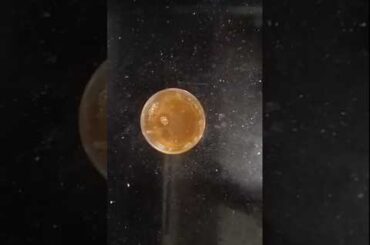 morning weight loss drink#weightloss #fatlosswater #2026  #refreshmentdrink #viral #telugu #trending