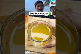 Sea Buckthorn Benefits By Balkrishna #shorts #trending #viralvideo #recipe #remedy #seabuckthorn #yt