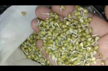 pasi payaru mulai kattuvathu eppadi | how to make sprouts at home