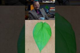 Dr Subhash Goyal REVEALS Paan Benefits for Good Digestion and Calcium! #shorts #easyrecipe #ayurveda