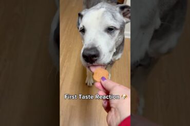 My Dog’s First Reaction to These Treats #dogmom #dogtreats #bulldog