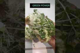 Quick & Healthy: Edamame Pesto Toast: High Protein Plant-Based Recipe!