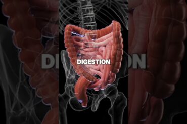 Healthy snack ideas using eggs and avocado for energy