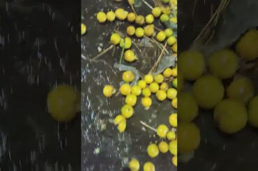 fruits market  - waste orange  fruit  | Chennai -  wholesale and retail #fruits #chennai