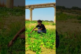 Farm fresh palak Healthy Desi Cooking Begins Here Organic Spinach Harvest #food @flaviacapital