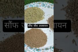 Saunf Jeera Ajwain Powder |Subhash Goyalke AnusarPerfect for Digestion & WeightLoss #Shorts