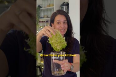 How to Grow Alfalfa Sprouts in a Jar | Step-by-Step Guide
