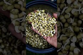 sprouts making #healthy #healthy life style #food #lifestyle #cooking