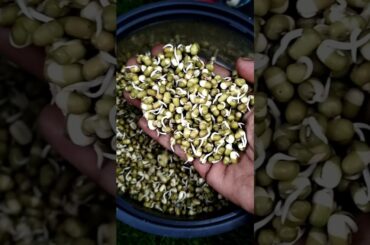 sprouts making #healthy #healthy life style #food #lifestyle #cooking
