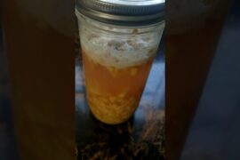 Make Gut Healthy Ginger Bug for Natural Soda