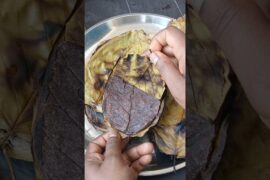 Healthy Ragi Roti Recipe in Sal leaf |Ragi Roti Recipe|#shorts#recipe #ragi#ragipattaroti#viralshort