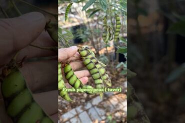 Fresh Tuver Kadhi- Farm to Plate Traditional recipe #recipe #healthy #shortsfeed