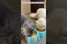 Homemade 100% Healthy Cats Food #persian #cats #persiancat #catfood #homemade #healthy #viral #short