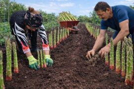Cooking Nature | Hunting Wild Asparagus | Healthy Dinner Recipe
