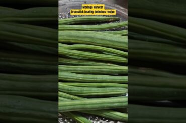 Moringa harvest | Drumstick healthy delicious recipe #moringa #drumsticks #healthy #harvest #ytshort