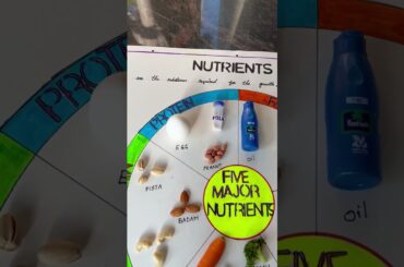 Five Major Nutrients ! EVS Project with actual things !