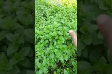 pudina patta in my garden