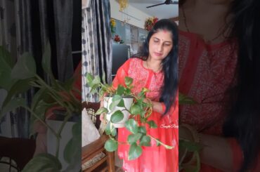 Healthy Breakfast Recipe#food  green idli#trending #vegetarianrecipies #easyrecipe #starchyveget