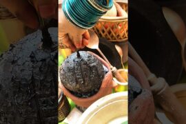 Smokey bottlegourd curry#healthyrecipes #shots #curry