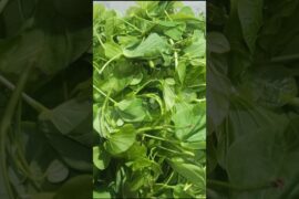 Healthy koinar saag Recipe #youtube shorts #trending #viral #recipe #cooking #easy recipe #food