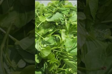 Healthy koinar saag Recipe #youtube shorts #trending #viral #recipe #cooking #easy recipe #food