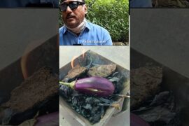 Jackie Shroff Style Baingan Bharta #youtubeshorts #jackieshroffrecipe #healthyfood #bharta #recipe