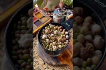 Add protein to your everyday meal!! #easyrecipes #food #recipe #protein #dal #traveliciousbites513