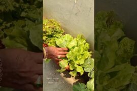 Simple Lettuce Salad Recipe | Perfect For Summer | Lettuce Recipe For Weight Loss