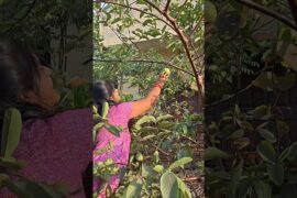 Pijuli Salad Recipe | Pijuli Salada | Healthy Guava Salad | Summer Special Easy Recipe #shorts