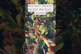 5-Min Instant Mooli Pickle | (Pickled Radish)  #shorts #thecha #healthyrecipes #instantachaar