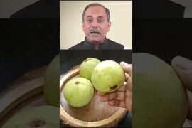Acharya Manish ji's SECRET Guava Benefits for Better Health! #shorts #easyrecipe #healthtips