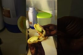 my newest simple n healthy breakfast ideas. #trending #food #viral #breakfast #healthyfood #shorts