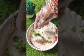 Quickly  Healthy Breakfast Recipe.#shorts #Recipe #cooking .