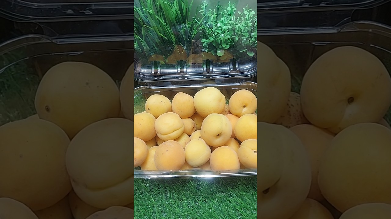 Healthy breakfast recipes by Acharya manishji #shortsfeed #apricot #health #healthtips #khubanifruit Healthy breakfast recipes by Acharya manishji #shortsfeed #apricot #health #healthtips #khubanifruit