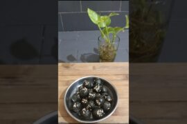 Karuveppilai Laddu/CurryLeaf Laddu #shorts #recipe #trending #healthysnacks #cooking #easyrecipe #yt