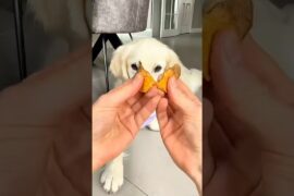 Make These 3 Healthy Recipes at Home | Dog Treats | Eli Tv #shorts #shortvideo #ytshorts #viral #fyp