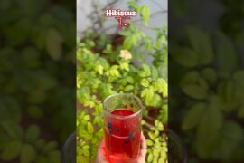 Hibiscus tea#subscribemychannel#supportmychanne#trending#viral#healthy#recipe#cooking#foodie#viral