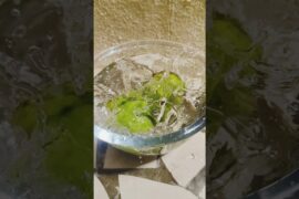 Spicy Guava#healthysnacks #guava #shorts #shortsfeed #shortsvideo