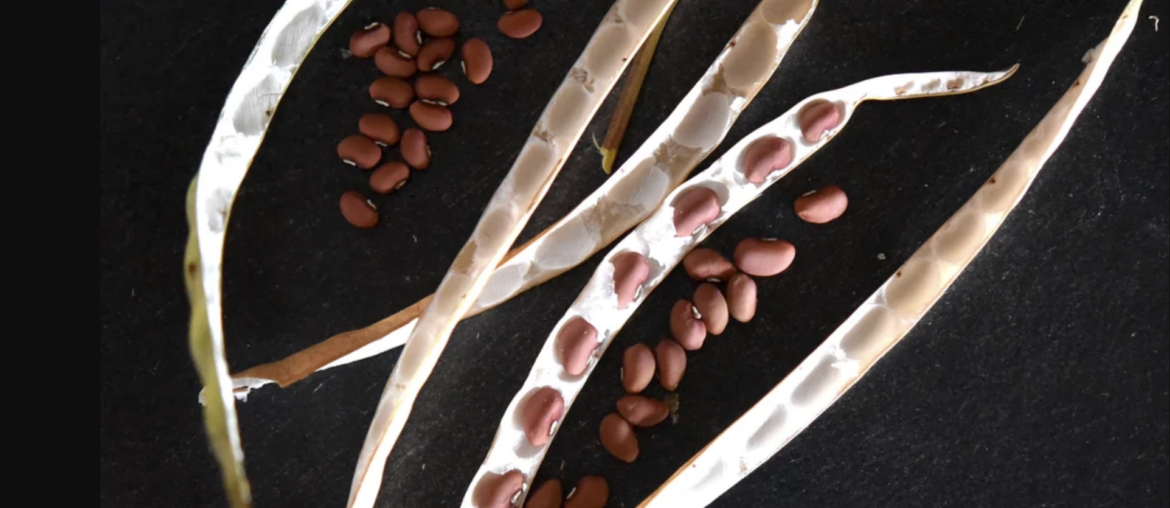 Share your sustainable recipes with The Colorado Sun