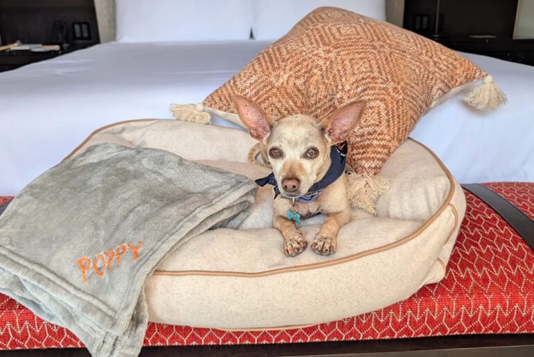 This dog-friendly Mexico resort gives pups massages and their own dinner menu — I brought mine to try it