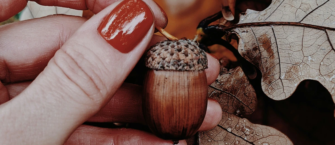 Foraging Acorns in the Ozarks (Plus Bo Brown's Acorn Thumbprint Cookie Recipe)